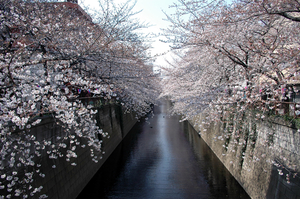 meguro-sakura.jpg